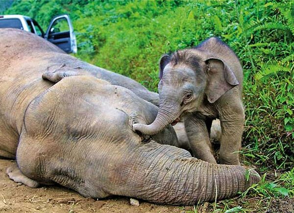“අලි – මිනිස් ගැටුම නිසා වාර්ෂිකව ශ්‍රී ලංකාවේ අලි ඇතුන් 480 කට අධික සංඛ්‍යාවක් ඝාතනය කෙරේ”
