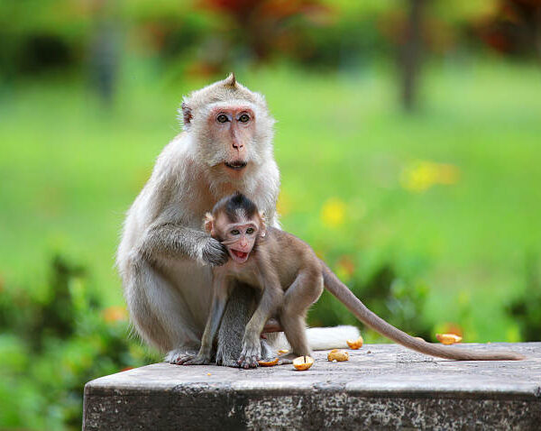 ශ්‍රී ලංකාවේ කෘෂිකර්ම අමාත්‍යාංශය බෝගවලට හානි කරන සතුන් පාලනය කිරීම සඳහා මහජන සහය පතයි